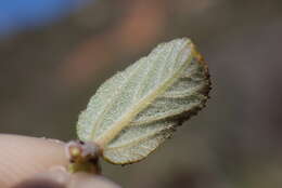 Image of Ceanothus foliosus var. viejasensis D. O. Burge & Rebman