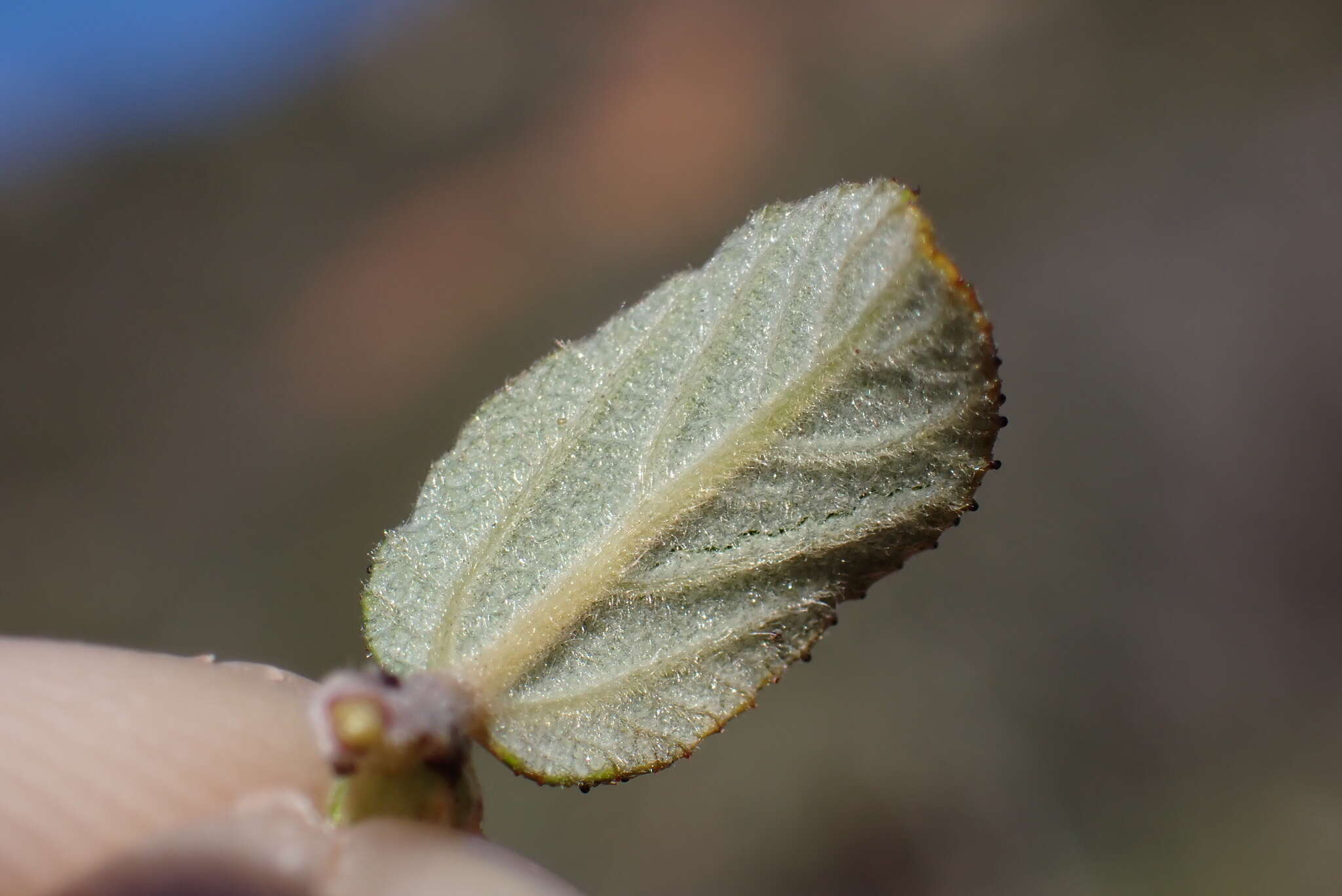 Image of Ceanothus foliosus var. viejasensis D. O. Burge & Rebman