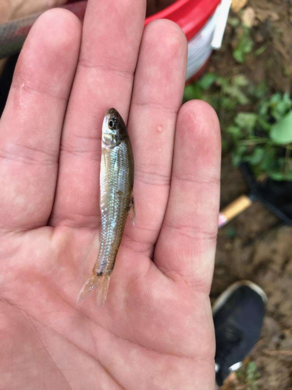 Image of Bullhead Minnow