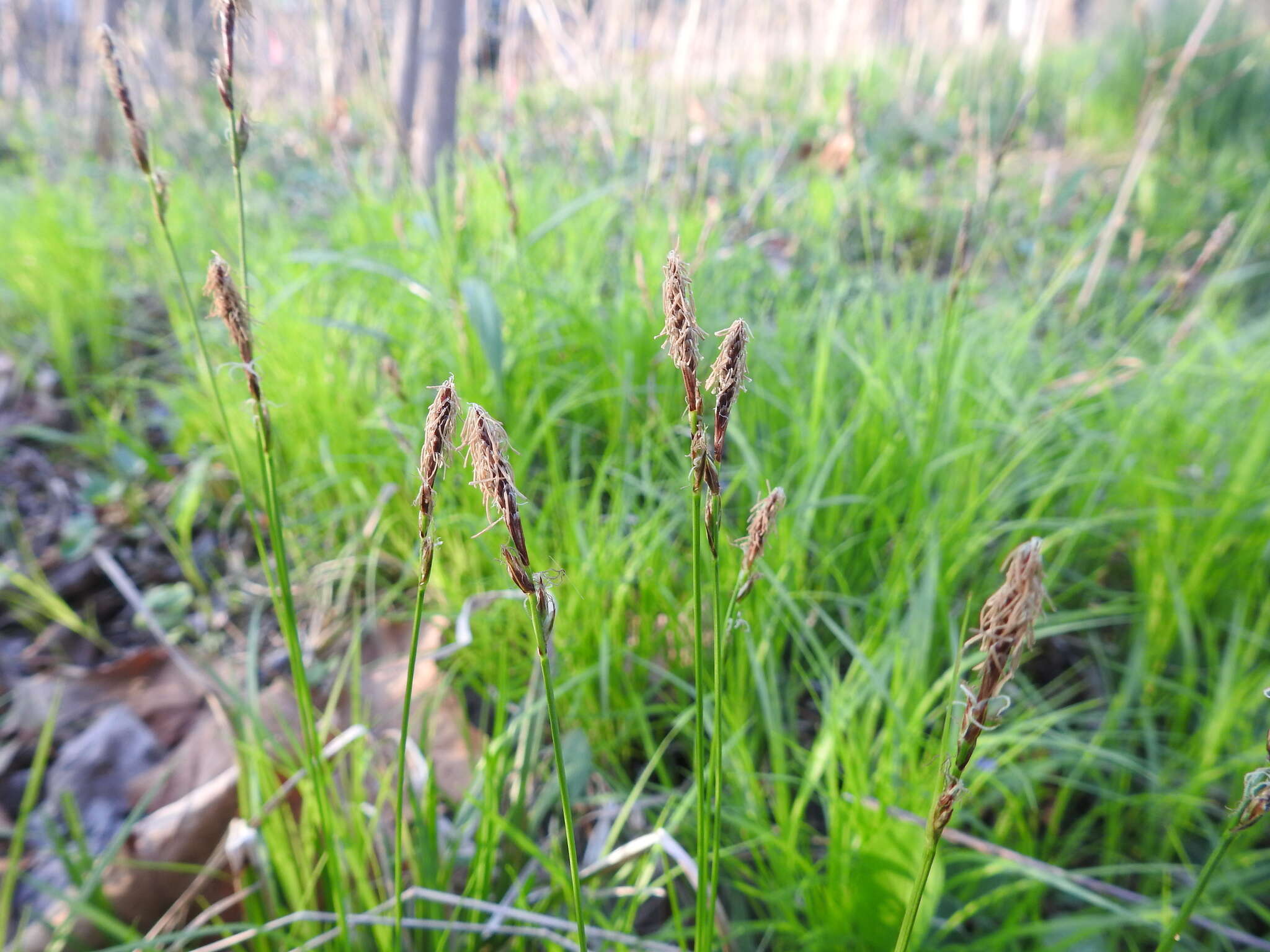 Image of pretty sedge