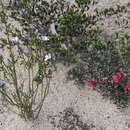 Image of Grevillea lavandulacea subsp. lavandulacea