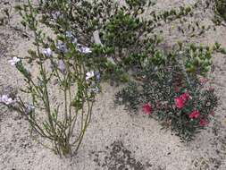 Image of Grevillea lavandulacea subsp. lavandulacea