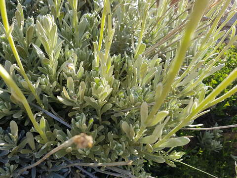 Слика од Senecio argyreus Phil.