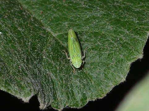 Image of Leafhopper