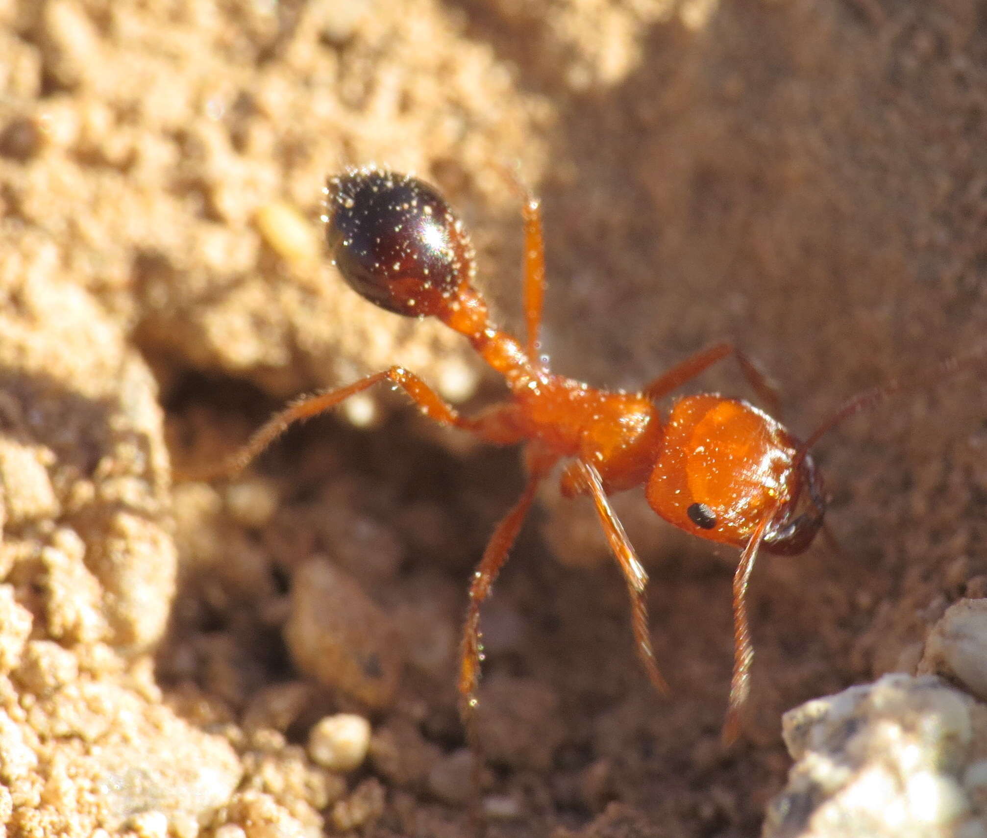 Image of California Harvester Ant