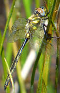 Image of Mountain Emerald