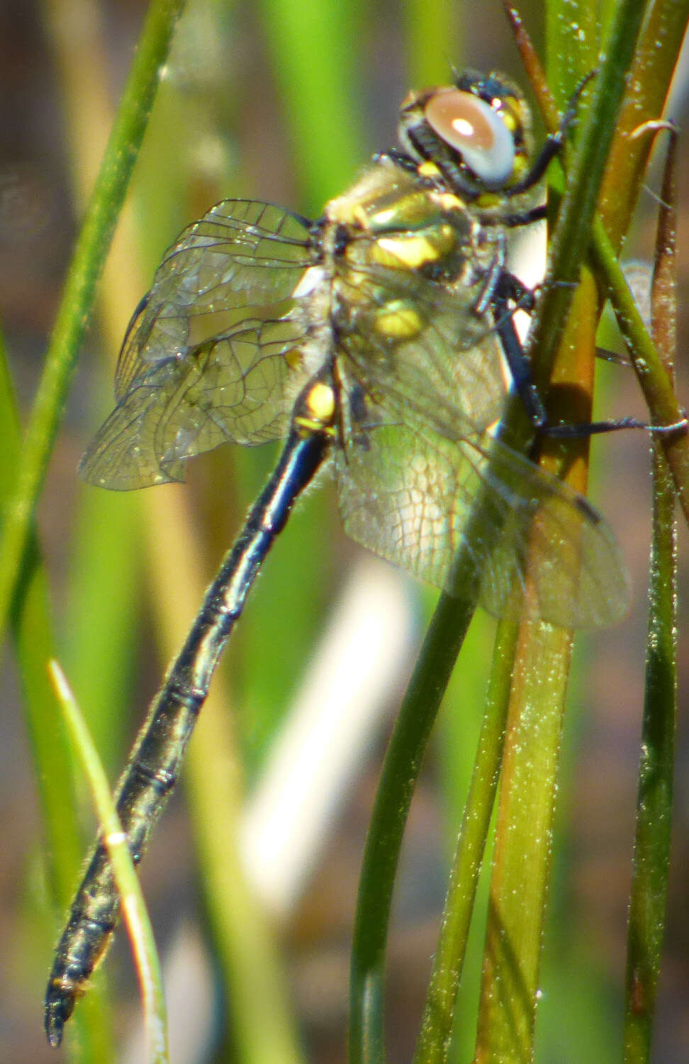 Image of Mountain Emerald