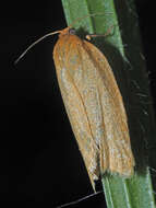 Image of <i>Aphelia viburnana</i>