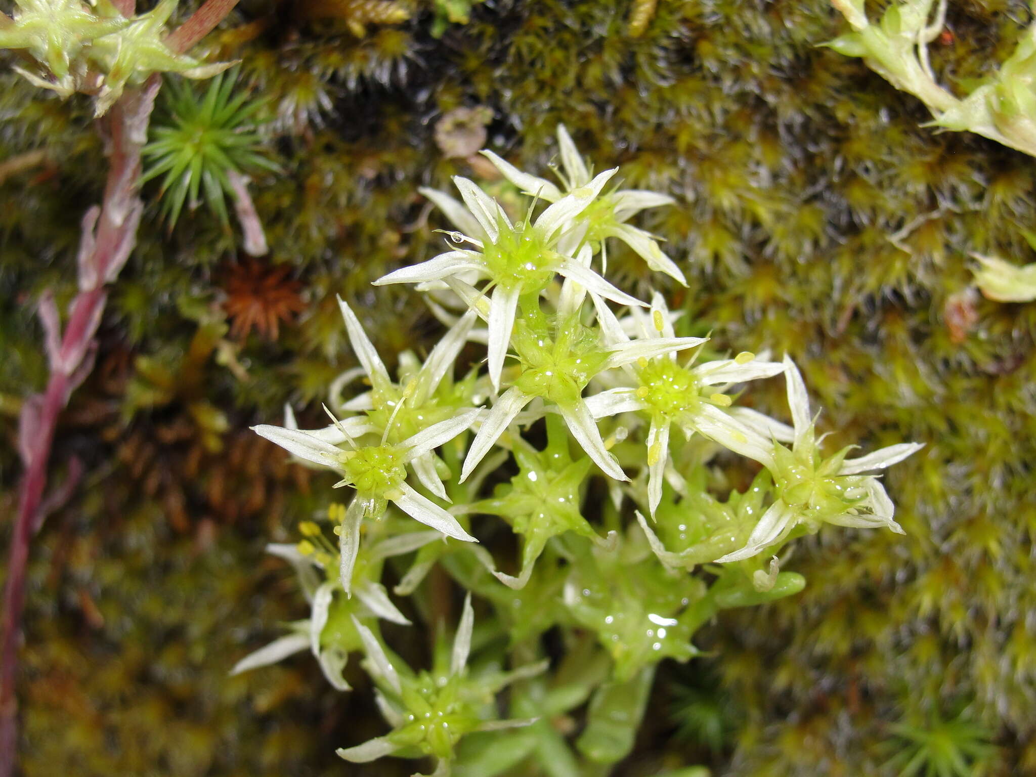 Слика од Sedum radiatum subsp. depauperatum R. T. Clausen