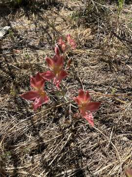 Image of Alstroemeria hookeri Sweet