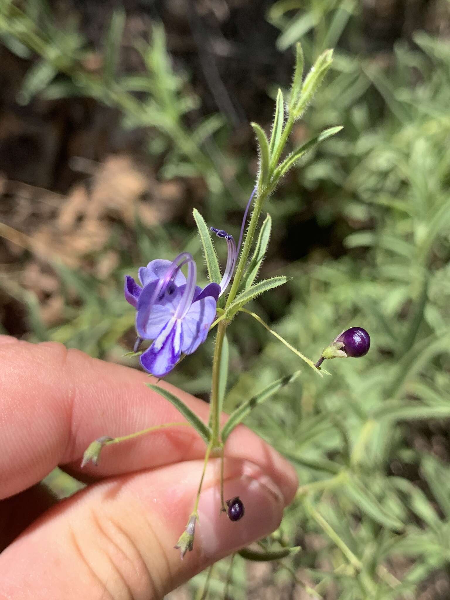 Image of Rotheca louwalbertsii (P. P. J. Herman)