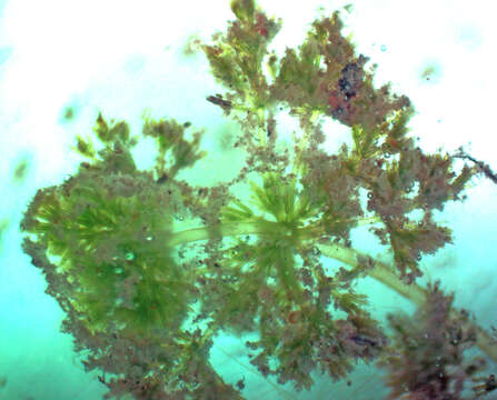 Image of Many-branched Stonewort