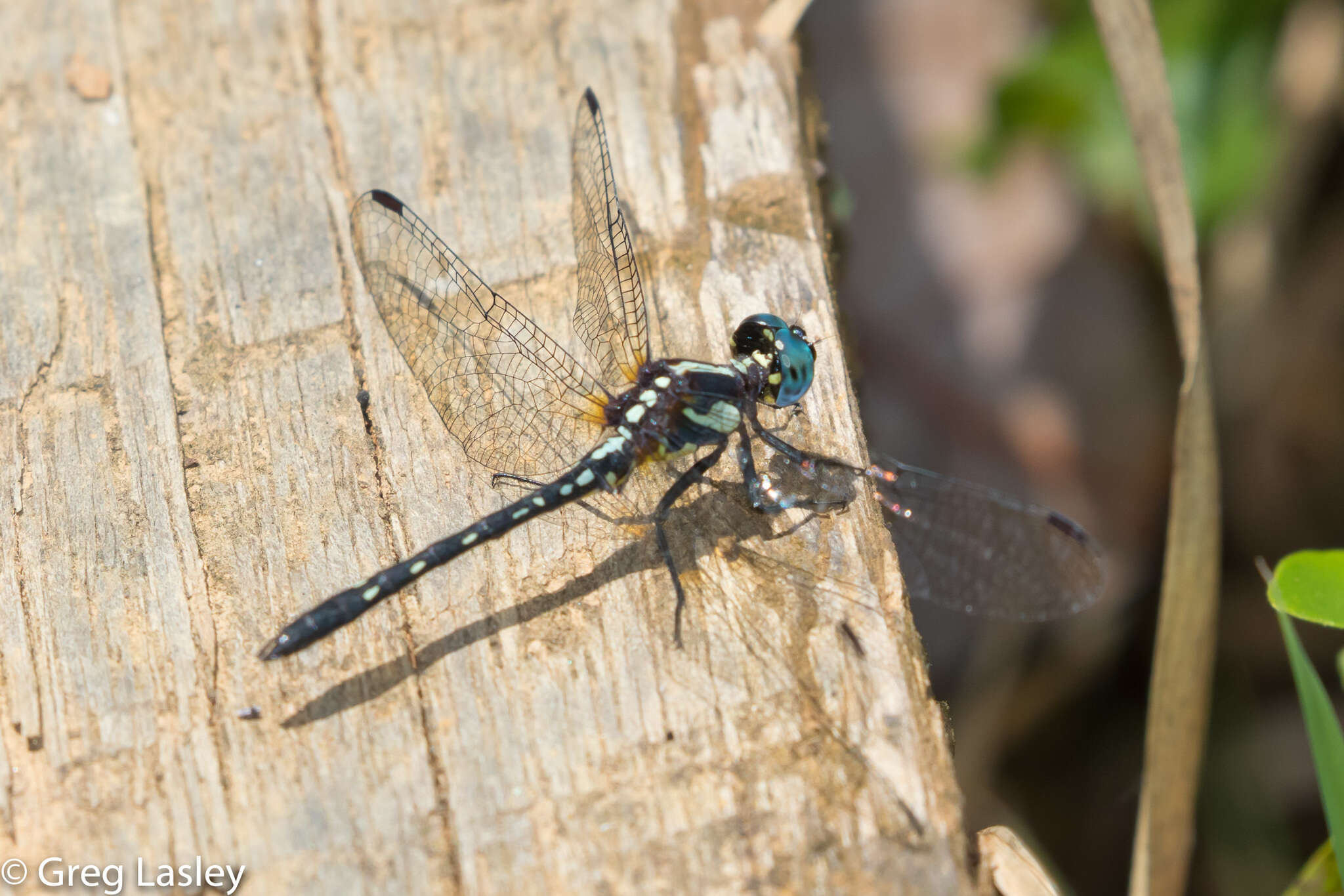 Sivun Neodythemis trinervulata (Martin 1902) kuva