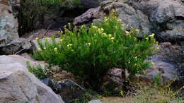 Barleria rotundifolia Oberm.的圖片