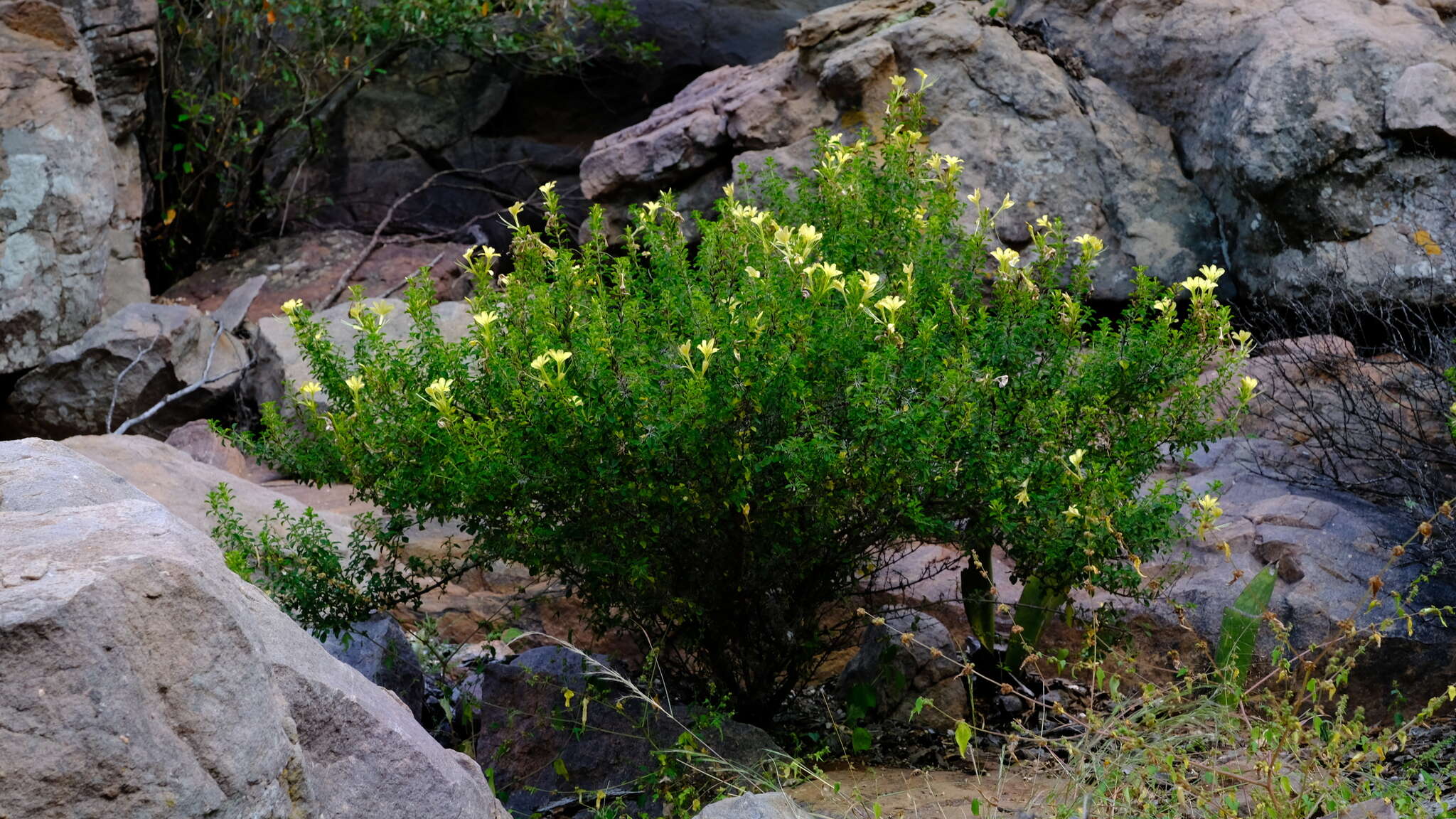 Image de Barleria rotundifolia Oberm.