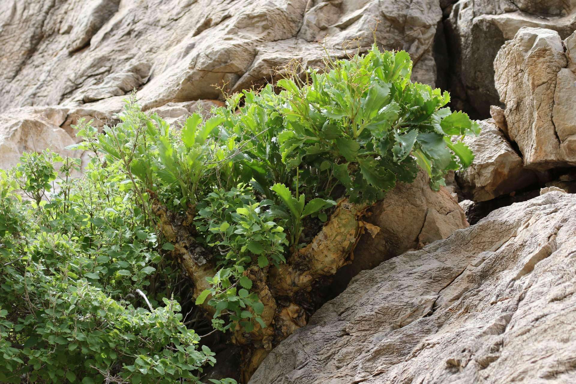 Image of Cyphostemma bainesii (Hook. fil.) Descoings