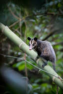 Image of Black-eared Opossum