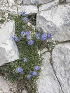 Image of Horned Rampion