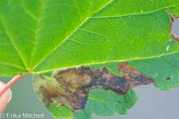 Image of Maple Leafblotch Miner