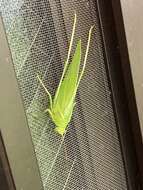 Image of Japanese broadwinged katydid