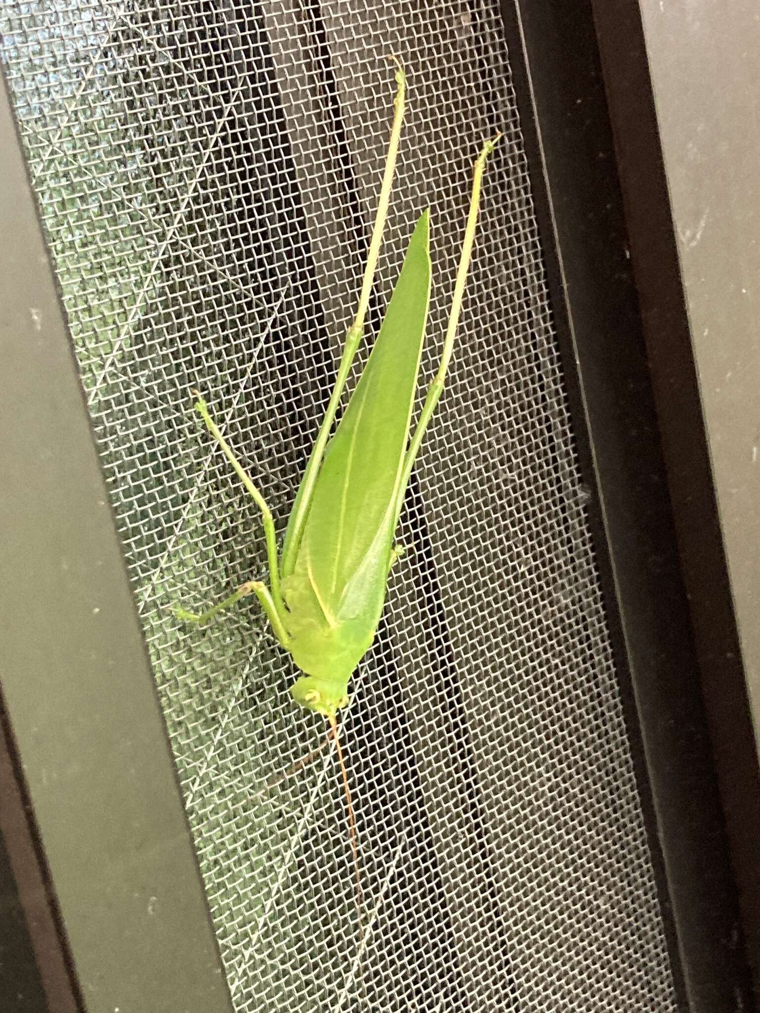 Image of Japanese broadwinged katydid