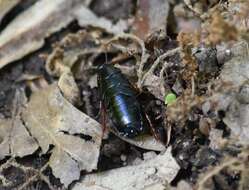 Image of Dark Wood Cockroach