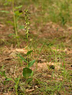 Image of Epipactis helleborine subsp. neerlandica (Verm.) Buttler