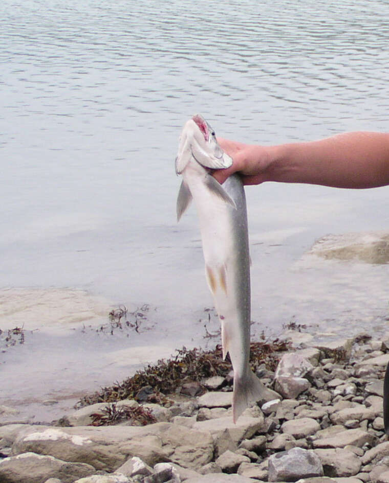 Image of Arctic Char