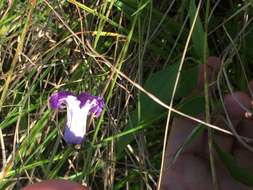 Image of swamp leather flower