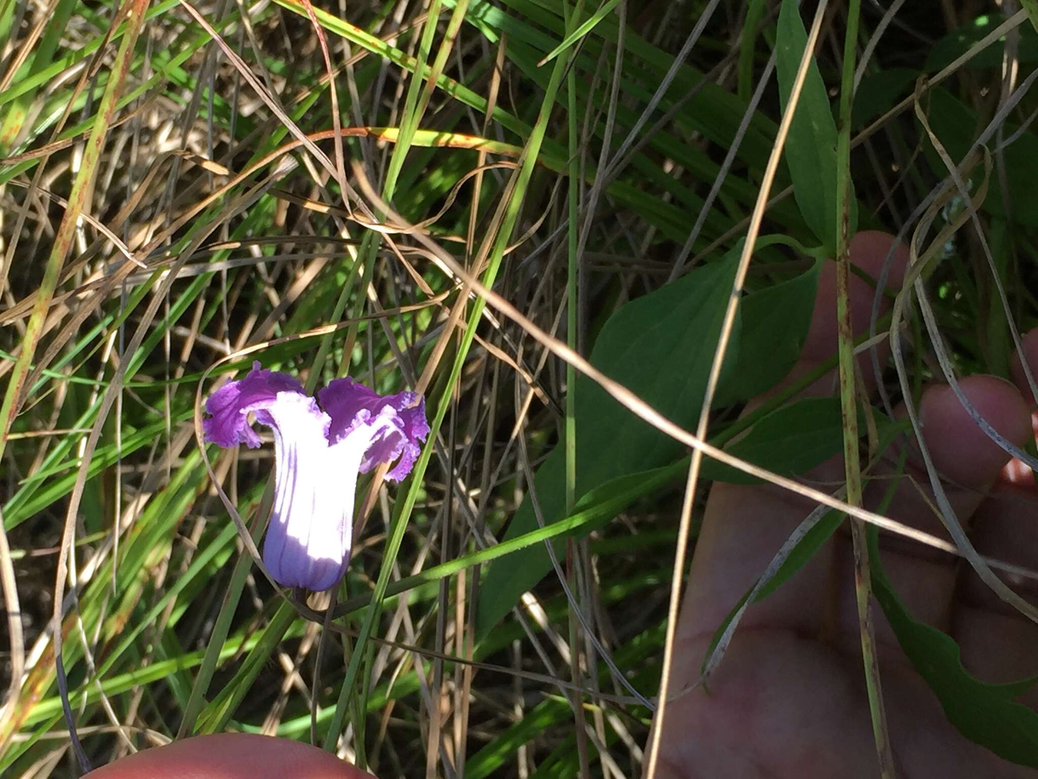 Image of swamp leather flower