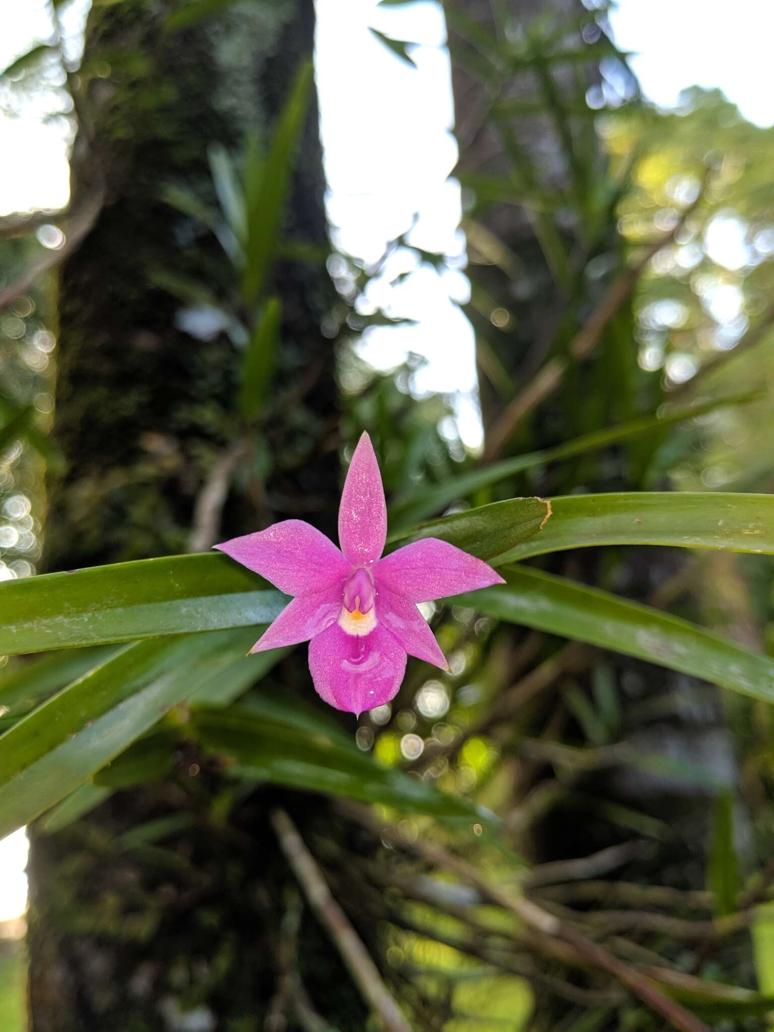 Image of Dimerandra emarginata (G. Mey.) Hoehne