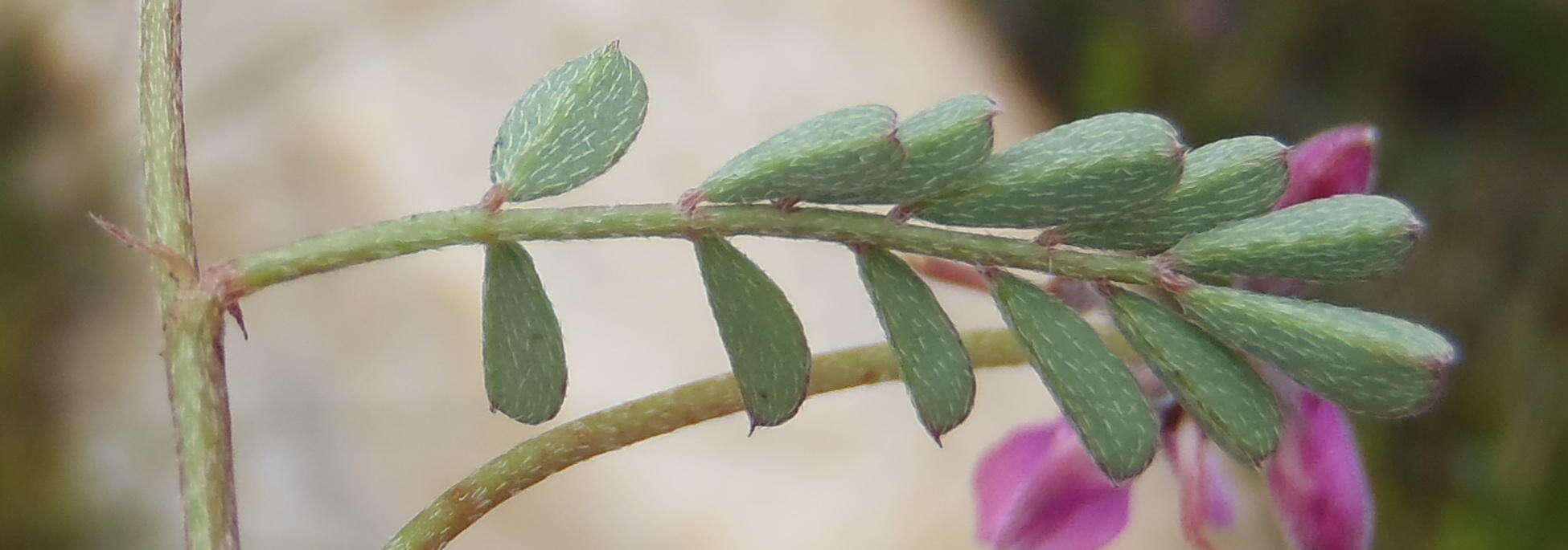 Слика од Indigofera declinata E. Mey.