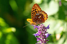 Image of <i>Speyeria cybele pugetensis</i>