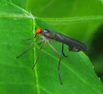 صورة Rhamphomyia longicauda Loew 1861