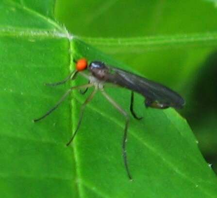 Image of Long-tailed Dance Fly