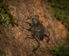 Image of Onidistus araneus Pascoe 1870