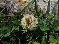 Image of Western Clover