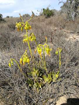 Image of Cotyledon campanulata Marloth