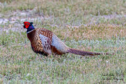 Image of Phasianus colchicus mongolicus Brandt & JF 1844