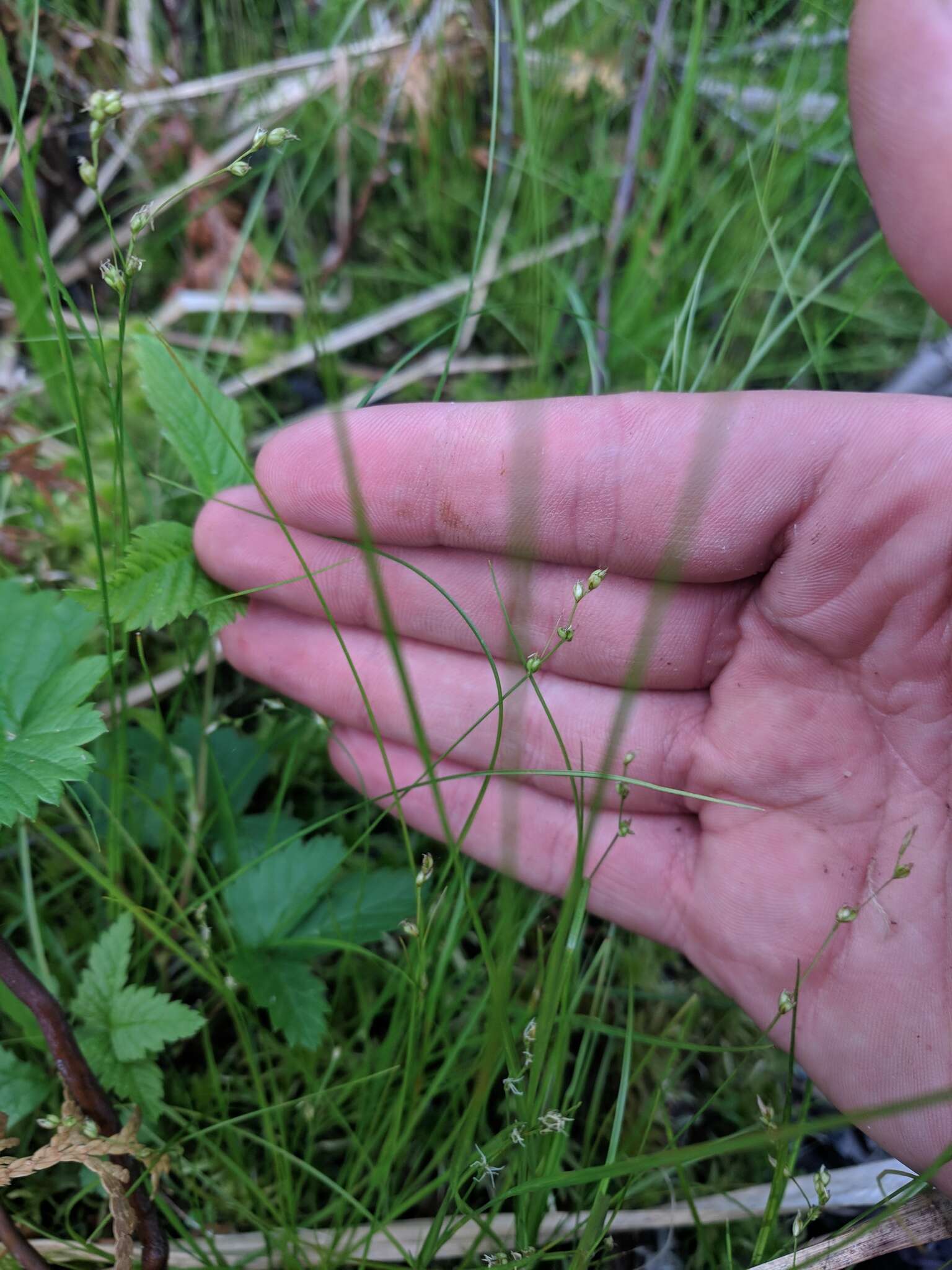 Image of softleaf sedge