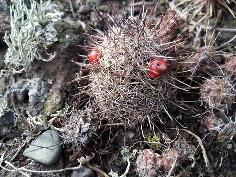 Image of Mammillaria hutchisoniana subsp. louisae (G. E. Linds.) D. R. Hunt