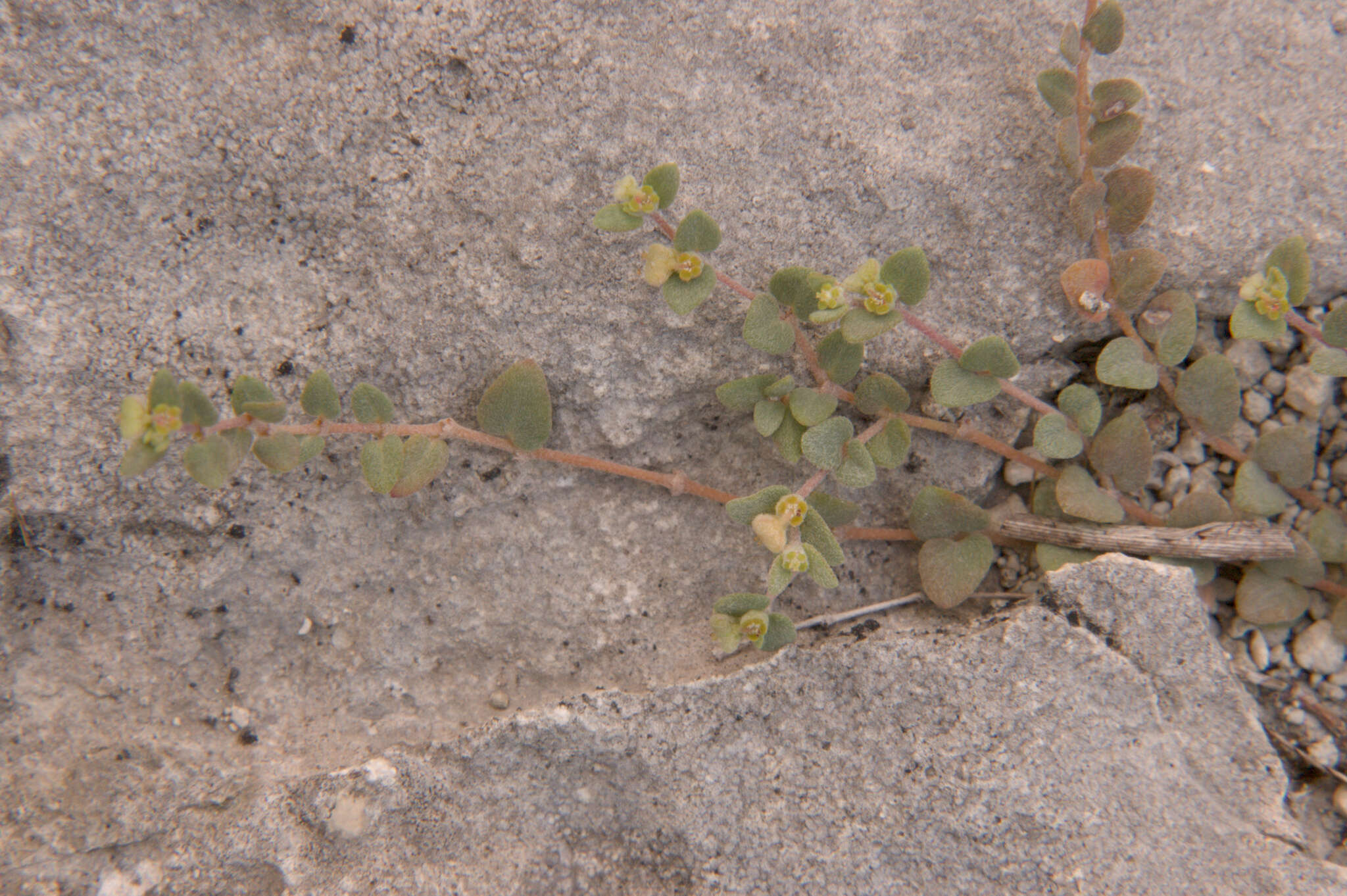 Image of Wedge spurge