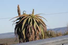 Image of Aloe speciosa Baker