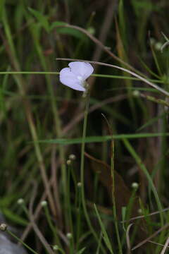 Image of Utricularia terrae-reginae P. Taylor