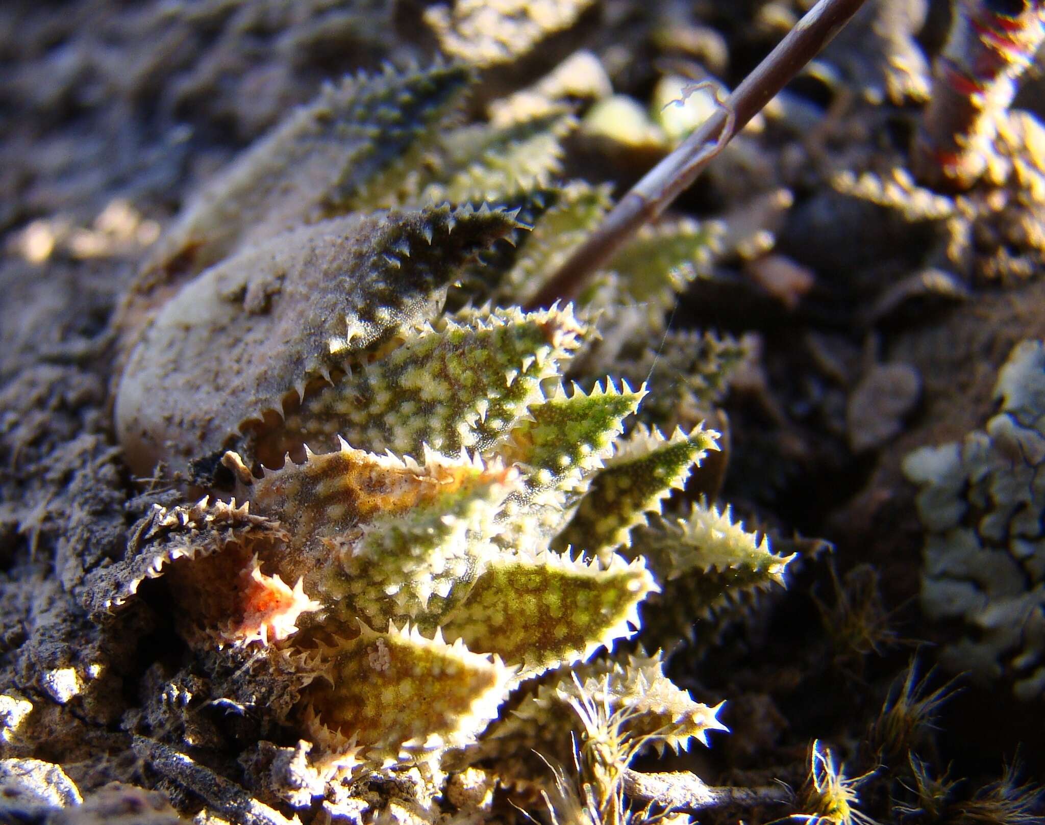 Image of Haworthia maraisii var. maraisii