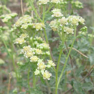 Parthenium incanum Kunth的圖片