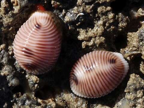 Image of European cowrie