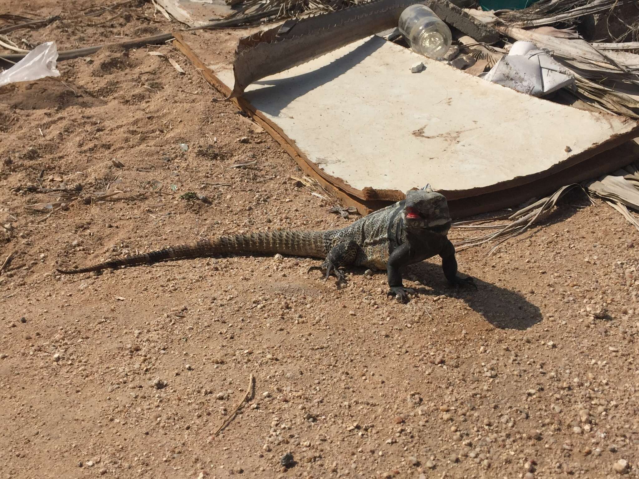 Image of Cape Spinytail Iguana