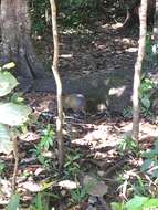 Image of Azara's Agouti