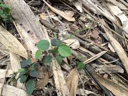 Image of Desmodium gangeticum (L.) DC.